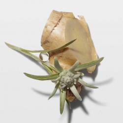 fleur d-edelweiss et racine de gingembre qui compose la gamme genesis de kerastase