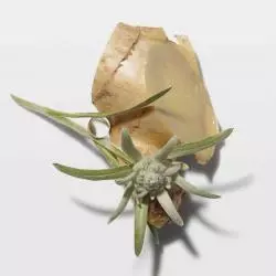 fleur d-edelweiss et racine de gingembre qui compose la gamme genesis de kerastase